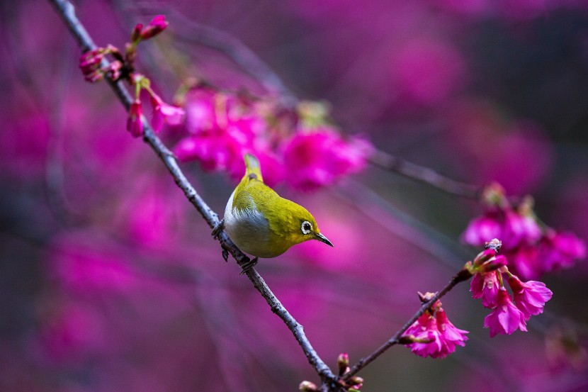 暗綠繡眼鳥圖片