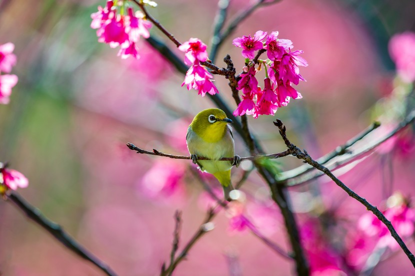 暗綠繡眼鳥圖片