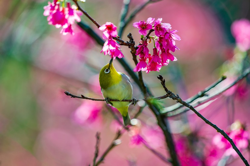 暗綠繡眼鳥圖片