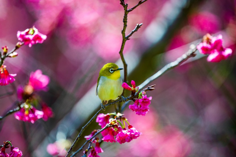 暗綠繡眼鳥圖片