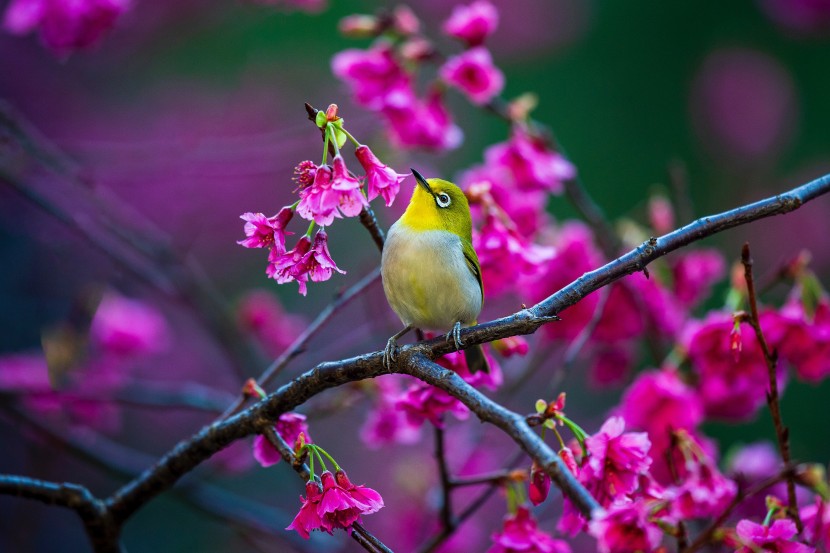 暗綠繡眼鳥圖片