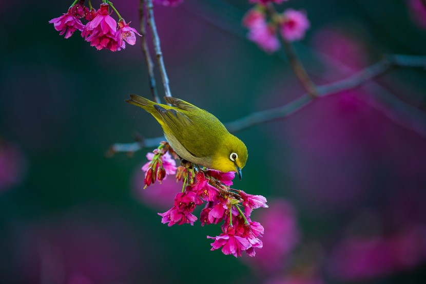 暗綠繡眼鳥圖片