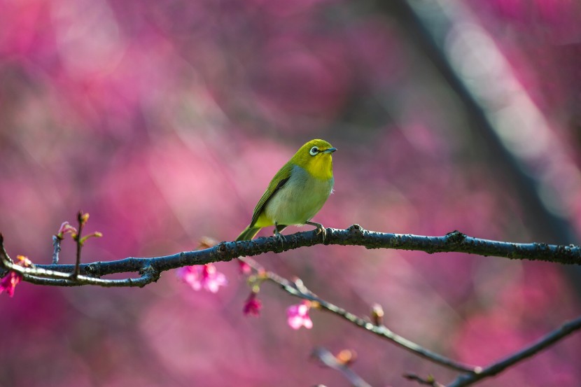 暗綠繡眼鳥圖片