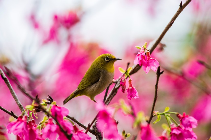 暗綠繡眼鳥圖片