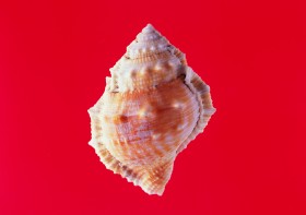 沙灘上的貝殼圖片