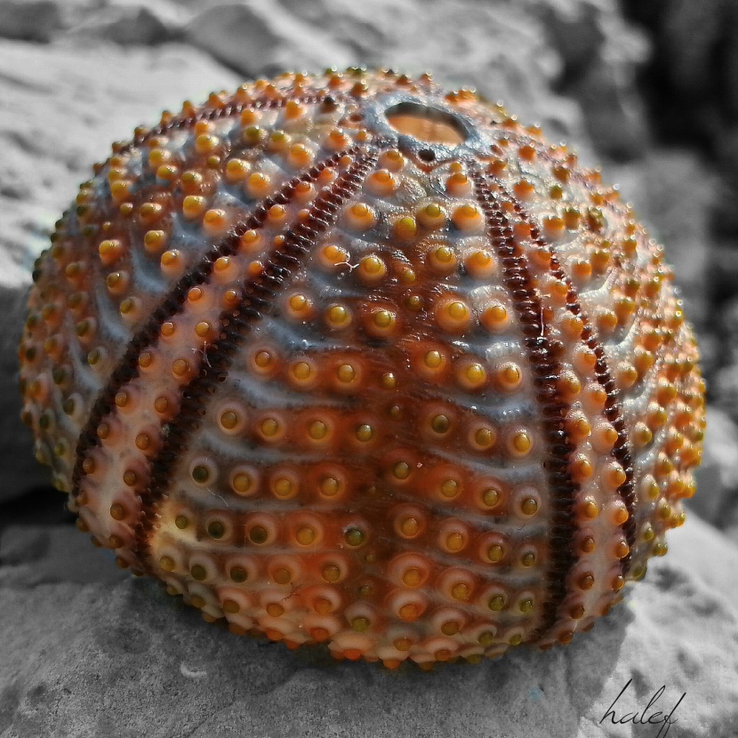 陽光下的海膽殼圖片