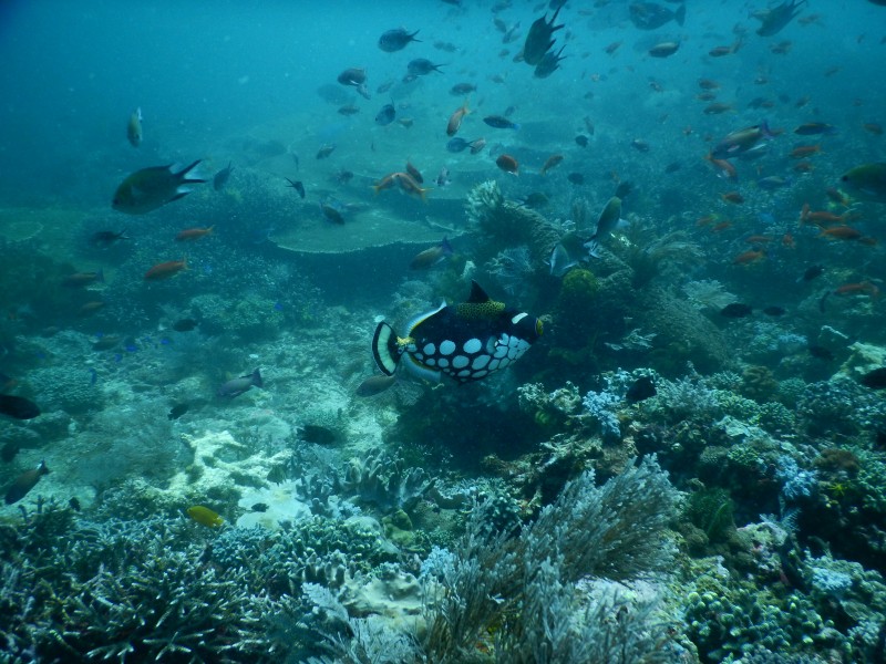 海底的魚群圖片