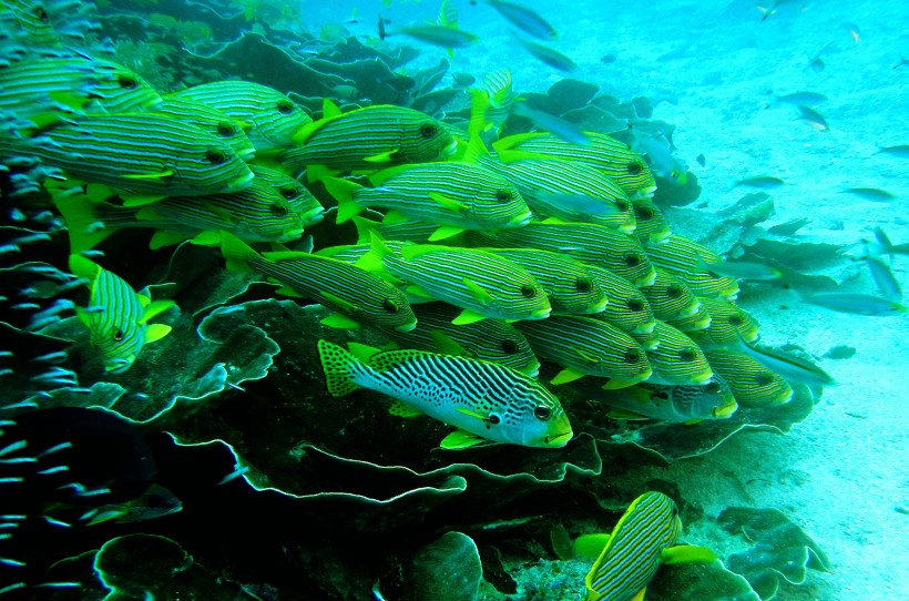 海底的魚群圖片