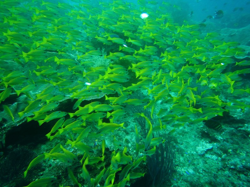 海底的魚群圖片