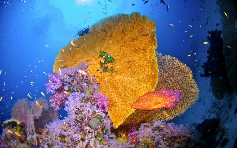 海底美麗珊瑚圖片