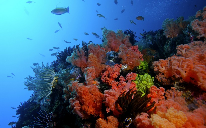 海底美麗珊瑚圖片