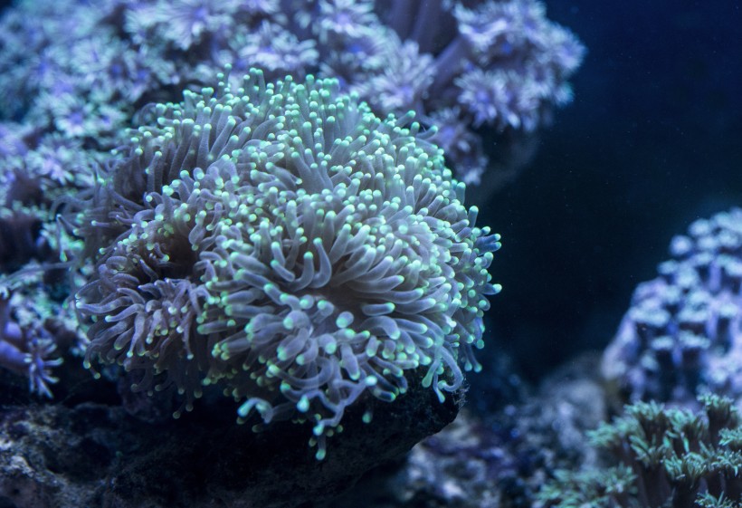 海底珊瑚圖片
