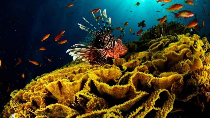 海底珊瑚礁圖片