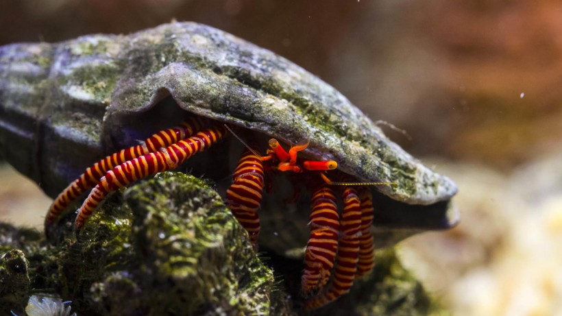 海底世界海洋生物圖片