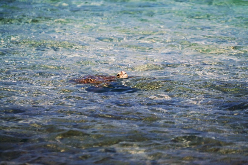 壽命較長的海龜圖片