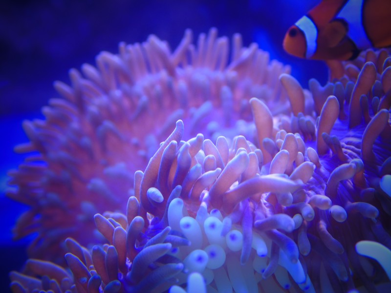 色彩斑斓的海葵圖片