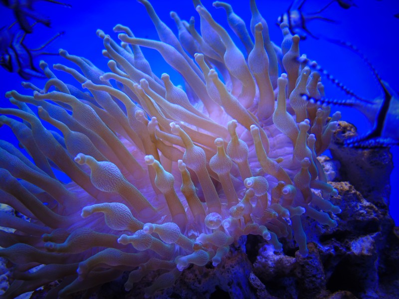 色彩斑斓的海葵圖片