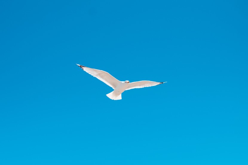 展翅高飛的海鷗圖片