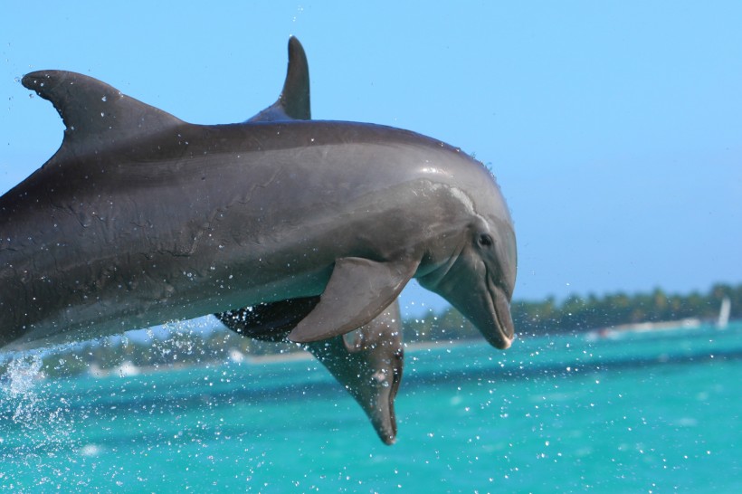 水中的海豚圖片