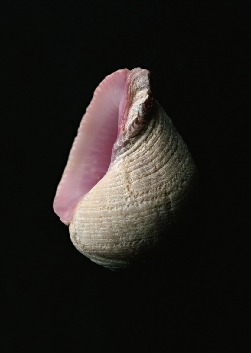 海星貝殼圖片