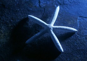 海星貝殼圖片