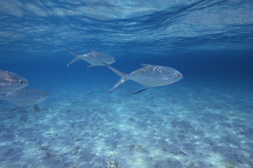 海洋淺水魚類圖片