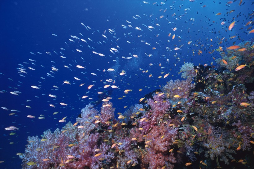 海洋淺水魚類圖片