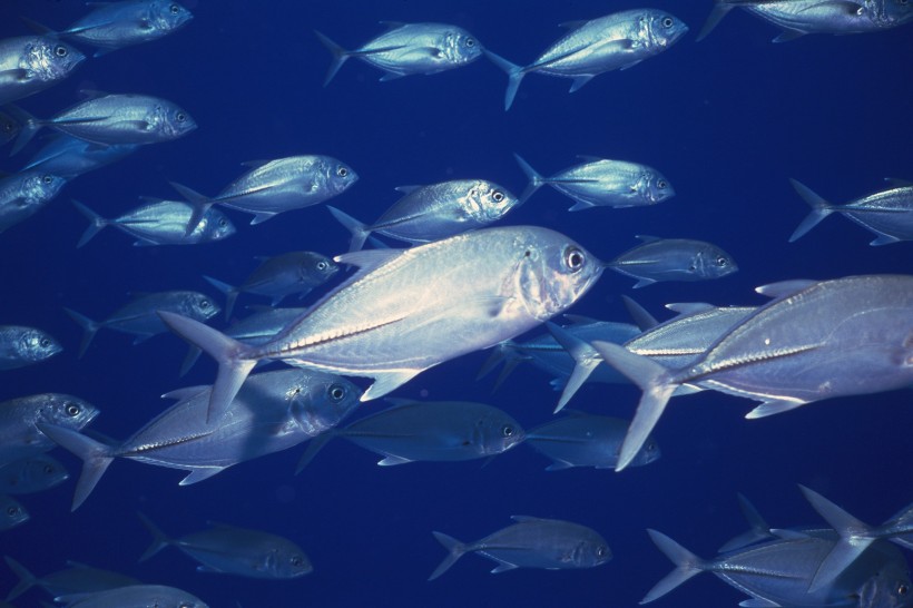 海洋淺水魚類圖片