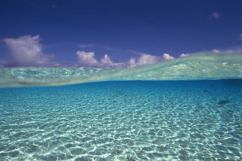 海洋淺水魚類圖片