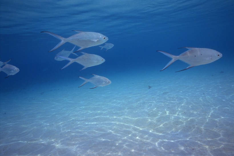 海洋淺水魚類圖片