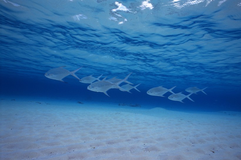 海洋淺水魚類圖片