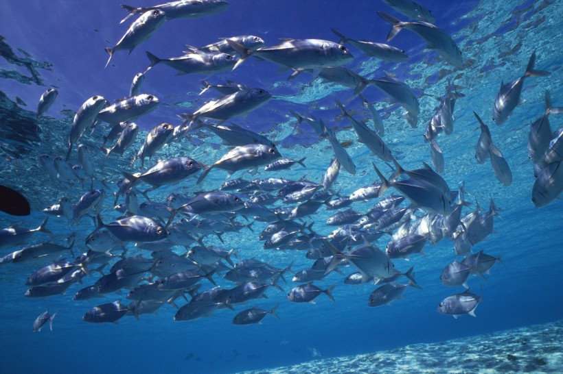 海洋淺水魚類圖片