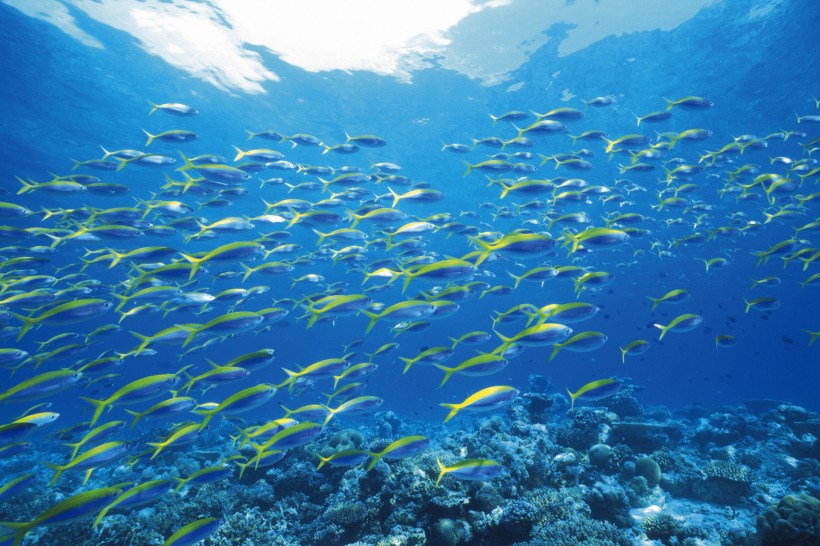 海洋淺水魚類圖片