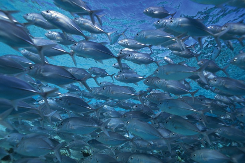 海洋淺水魚類圖片