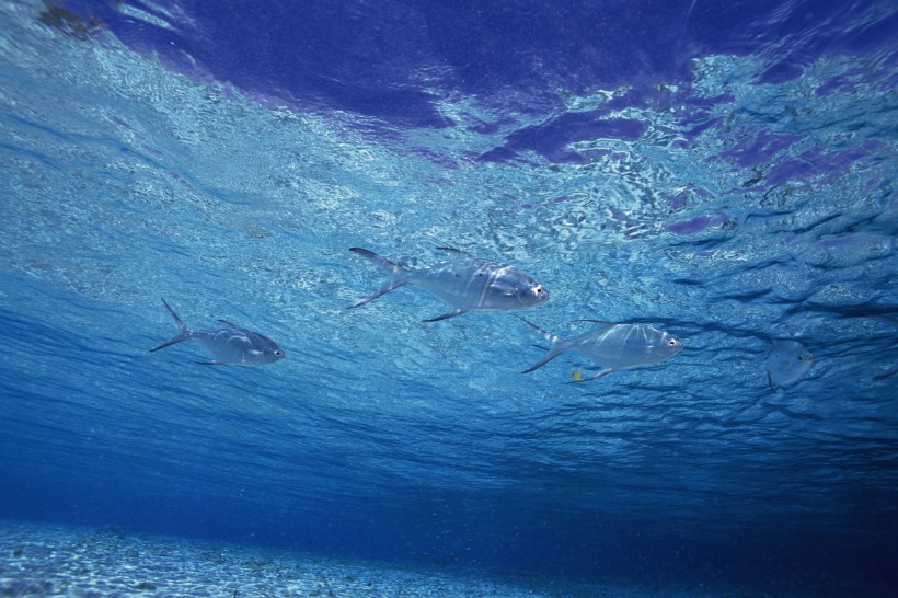 海洋淺水魚類圖片