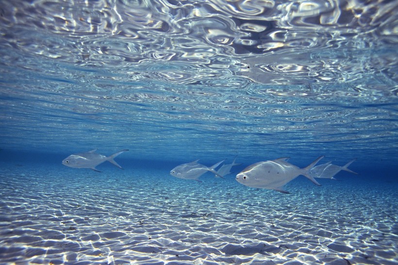 海洋淺水魚類圖片