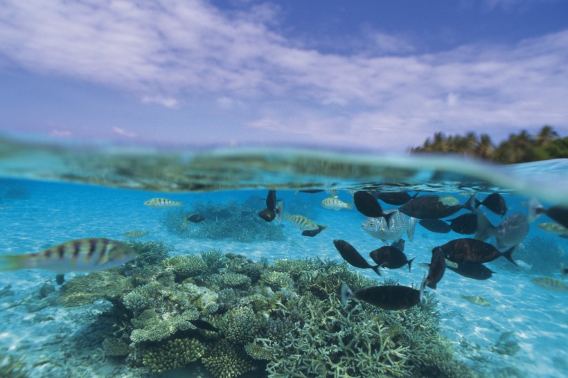 海洋淺水魚類圖片