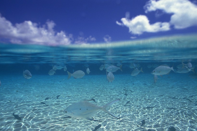 海洋淺水魚類圖片