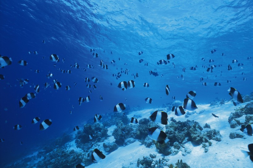 海洋淺水魚類圖片