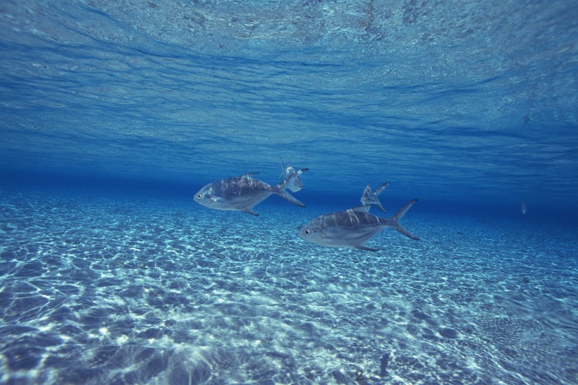 海洋淺水魚類圖片