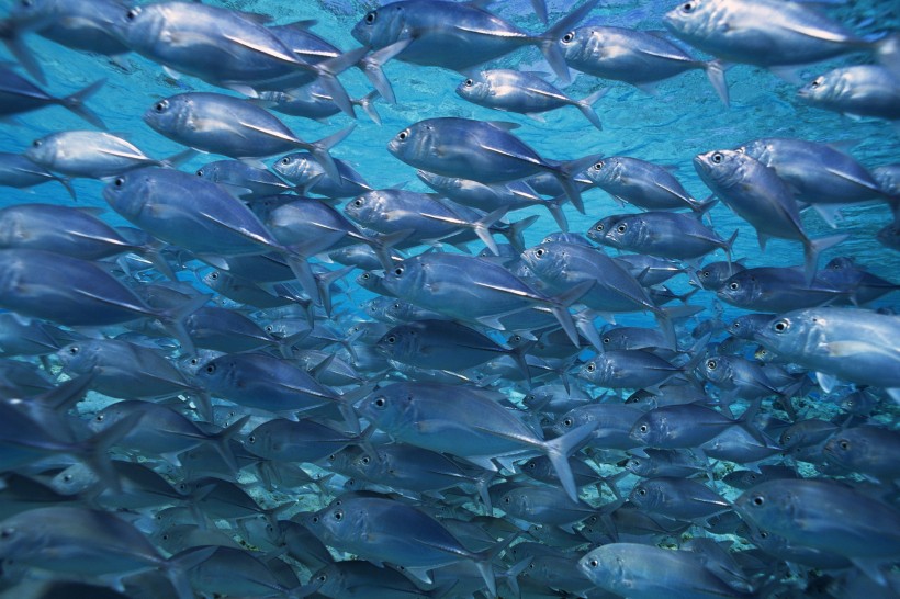 海洋淺水魚類圖片