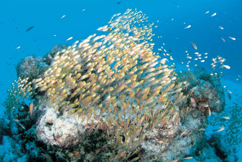 海洋淺水魚類圖片