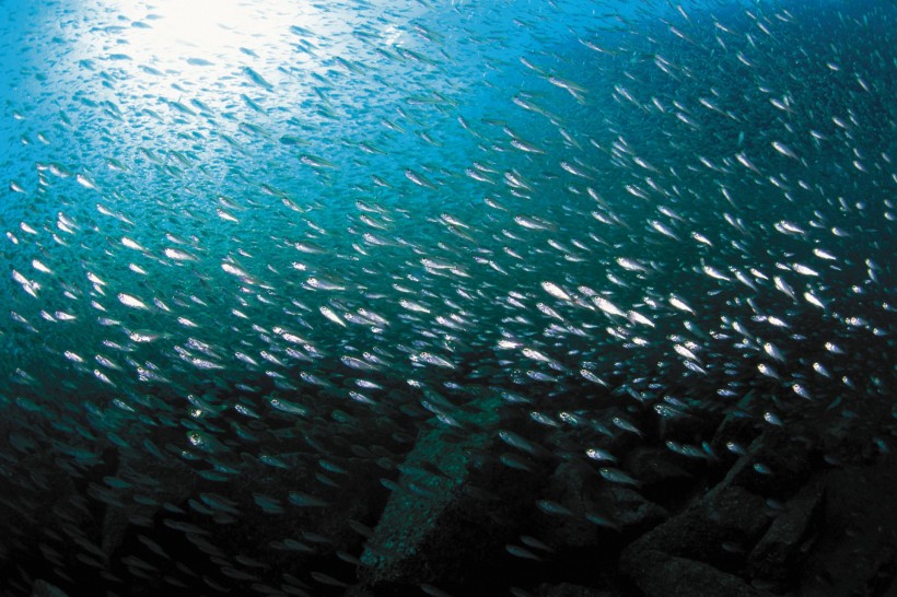 海洋淺水魚類圖片