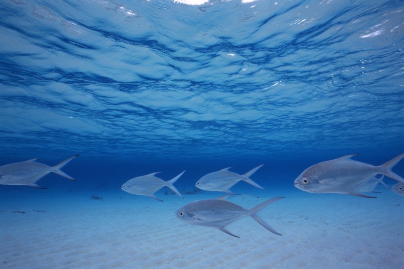 海洋淺水魚類圖片