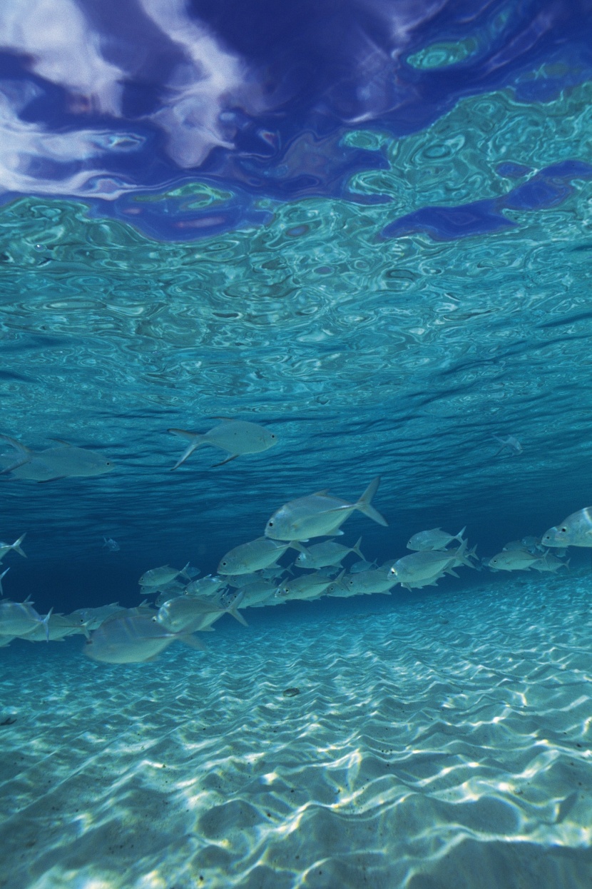 海洋淺水魚類圖片