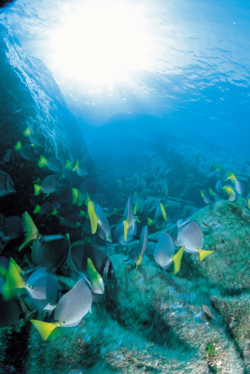 海洋淺水魚類圖片