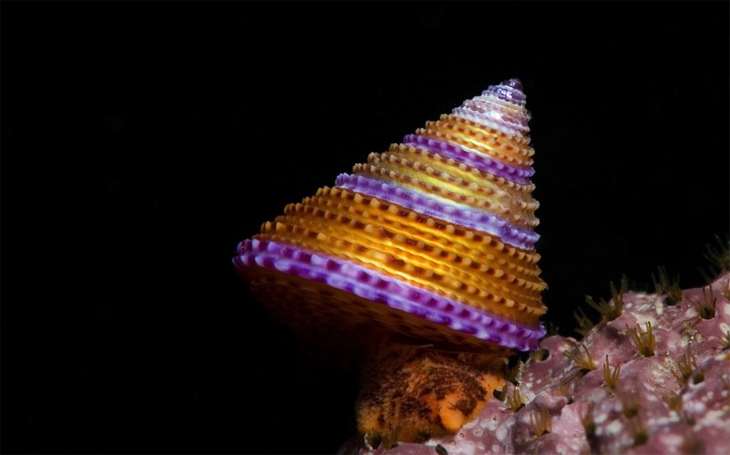 海洋裡各種奇妙的海底生物圖片