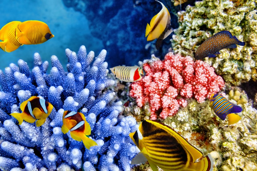 五彩斑斓的海洋魚群圖片
