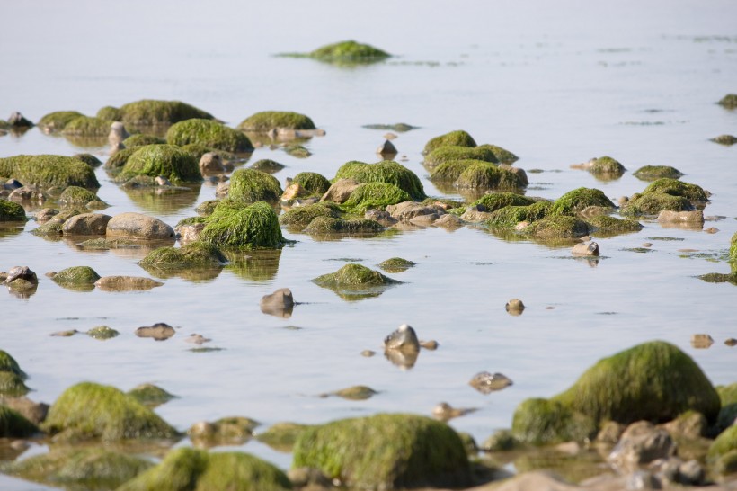 海藻圖片