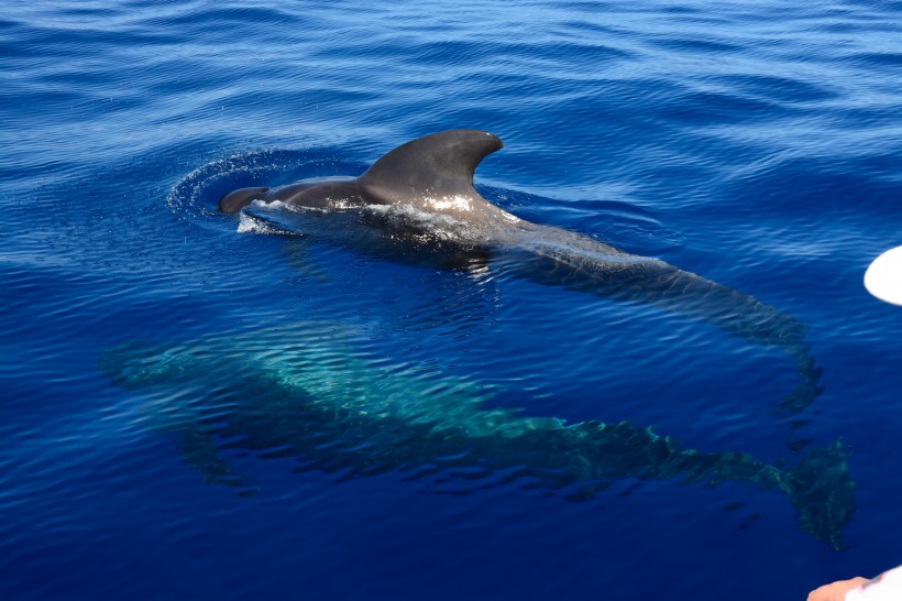 浮出水面的鲸魚圖片